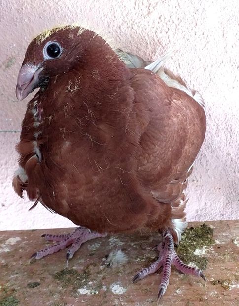  - CRAVATAȚI ROMÂNEȘTI