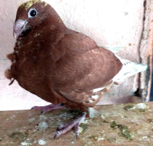  - CRAVATAȚI ROMÂNEȘTI