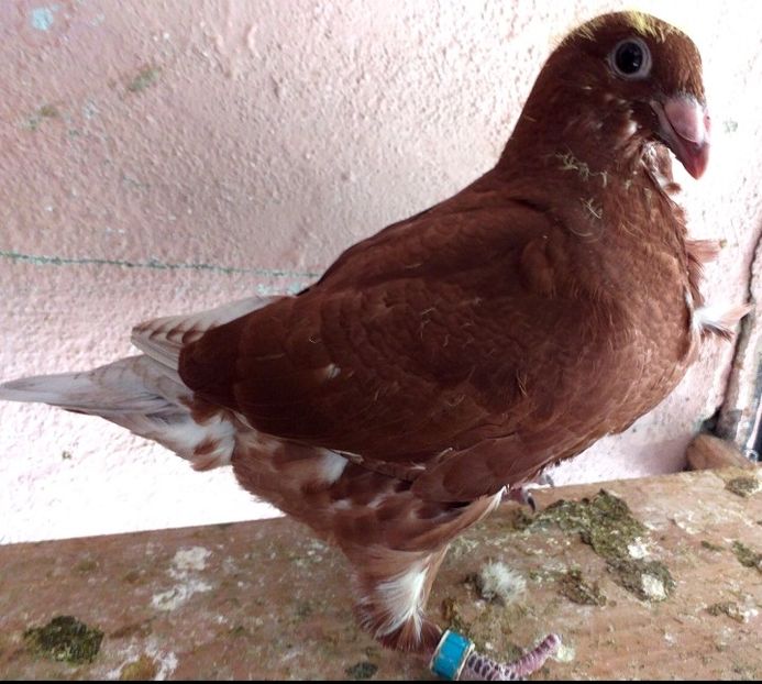  - CRAVATAȚI ROMÂNEȘTI