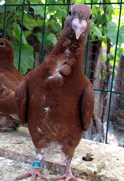  - CRAVATAȚI ROMÂNEȘTI