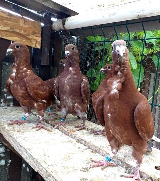  - CRAVATAȚI ROMÂNEȘTI