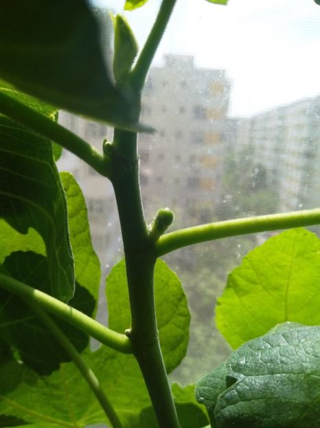  - Smochin din semințe cu fructe mov