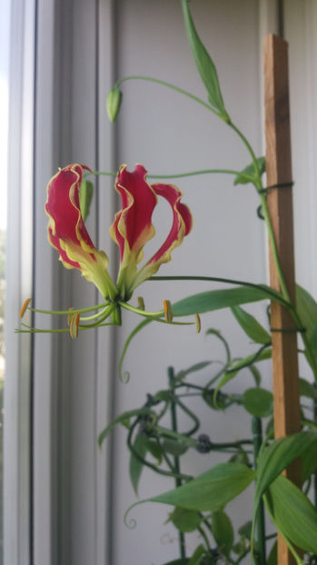 Gloriosa rotschildiana - De ce iubesc eu Gloriosa-Crinul de Malabar