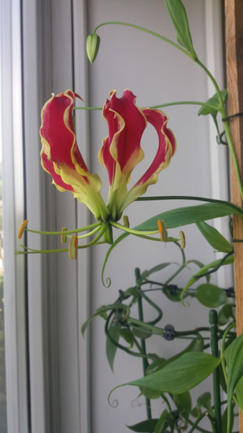 Gloriosa rotschildiana - De ce iubesc eu Gloriosa-Crinul de Malabar