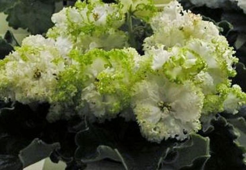 Grinia - AA Poze net