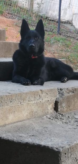 0D528AAB-A359-47E9-80E3-94C6D2162811 - Ciobanesti Germani Negri