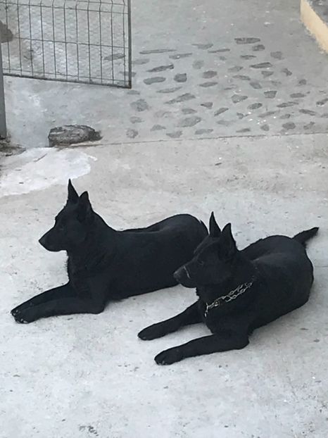 F2BCAA18-43AB-4CBA-8F02-2A18957D7AD1 - Ciobanesti Germani Negri