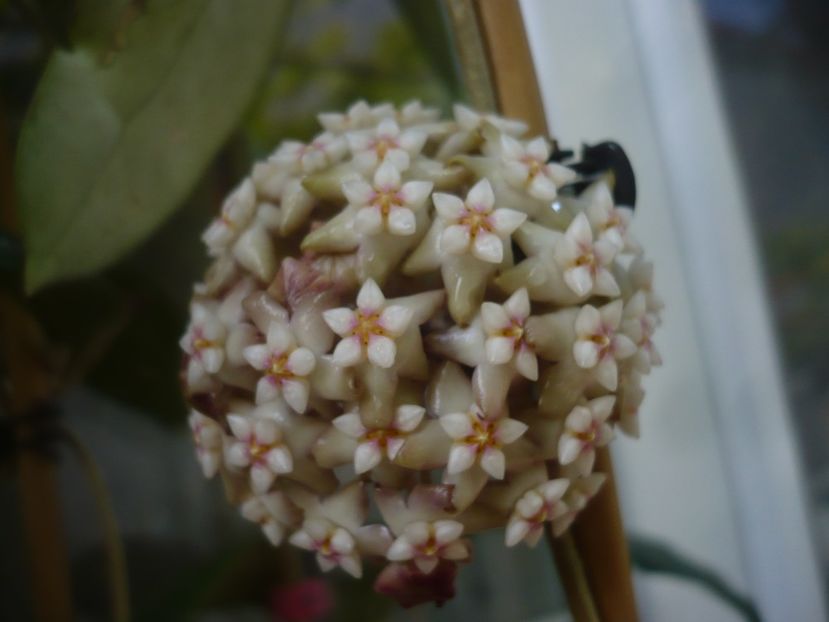 08.06.2020 - HOYA 2020-1