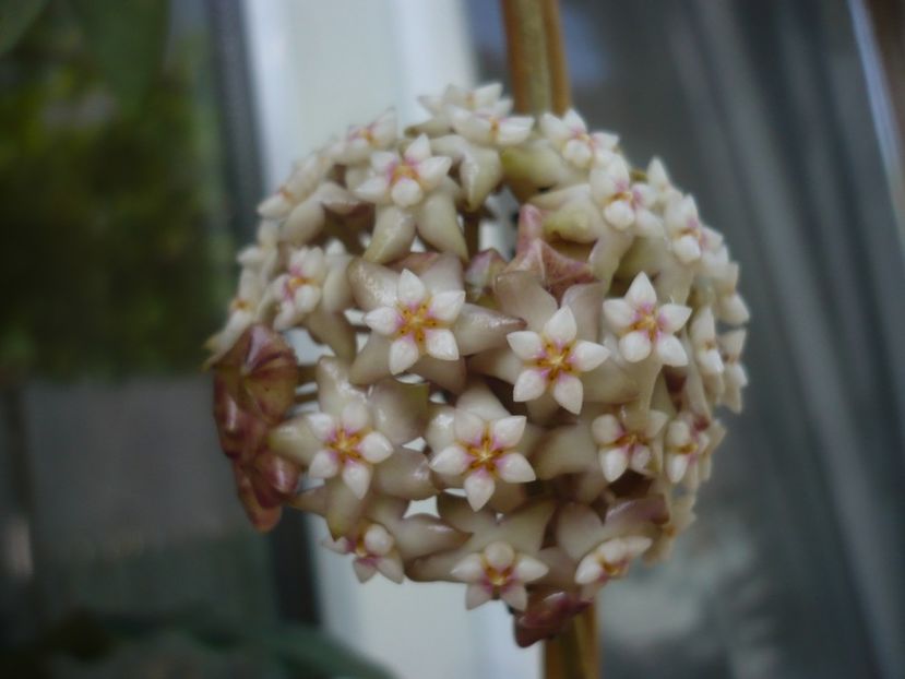 P1440385 - HOYA 2020-1