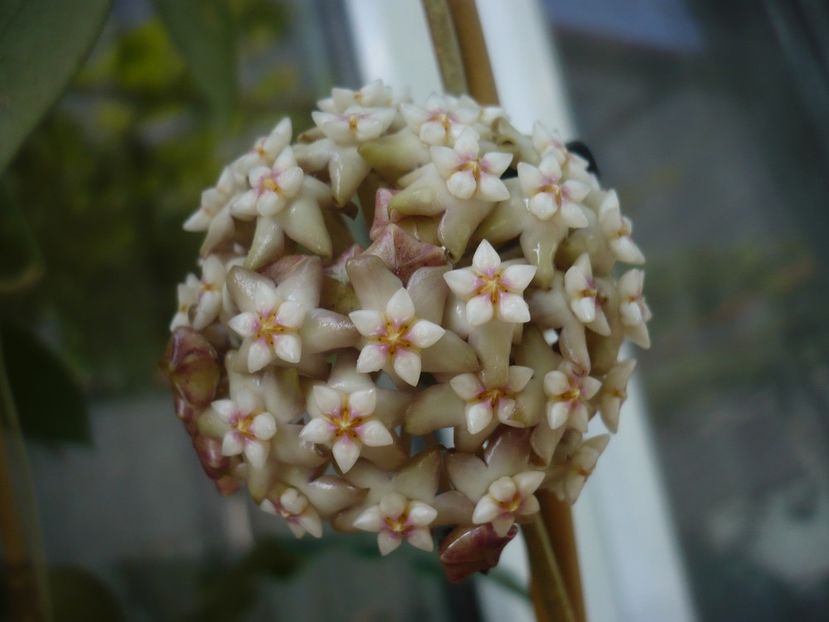 P1440386 - HOYA 2020-1