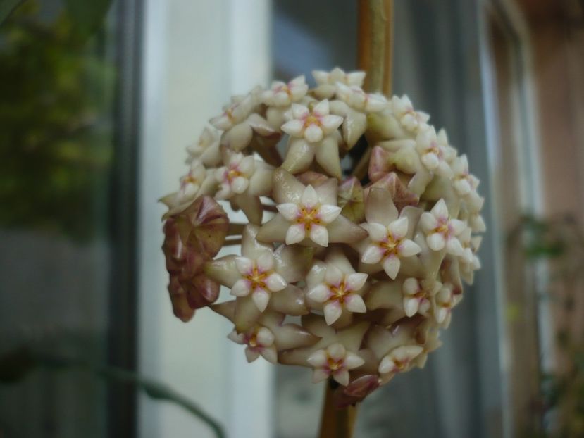 P1440390 - HOYA 2020-1