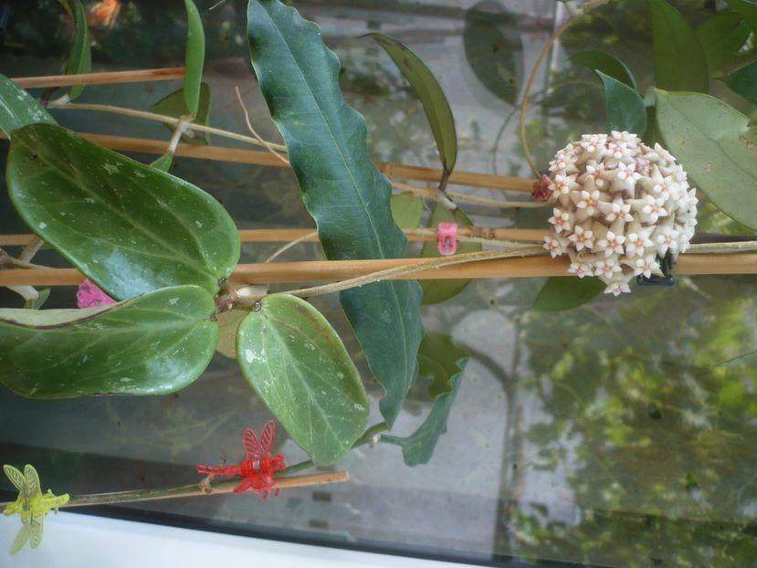 P1440388 - HOYA 2020-1