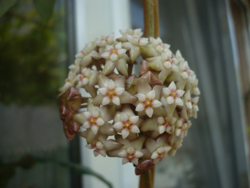 P1440392 - HOYA 2020-1