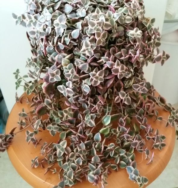 Crassula Marginalis - 2020