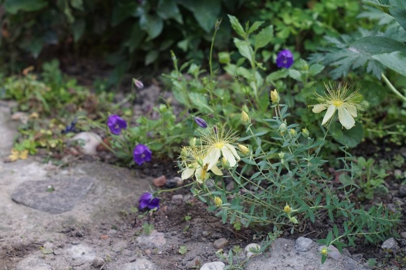 Hypericum Olympicum citrinum - Iunie 2019- 2020