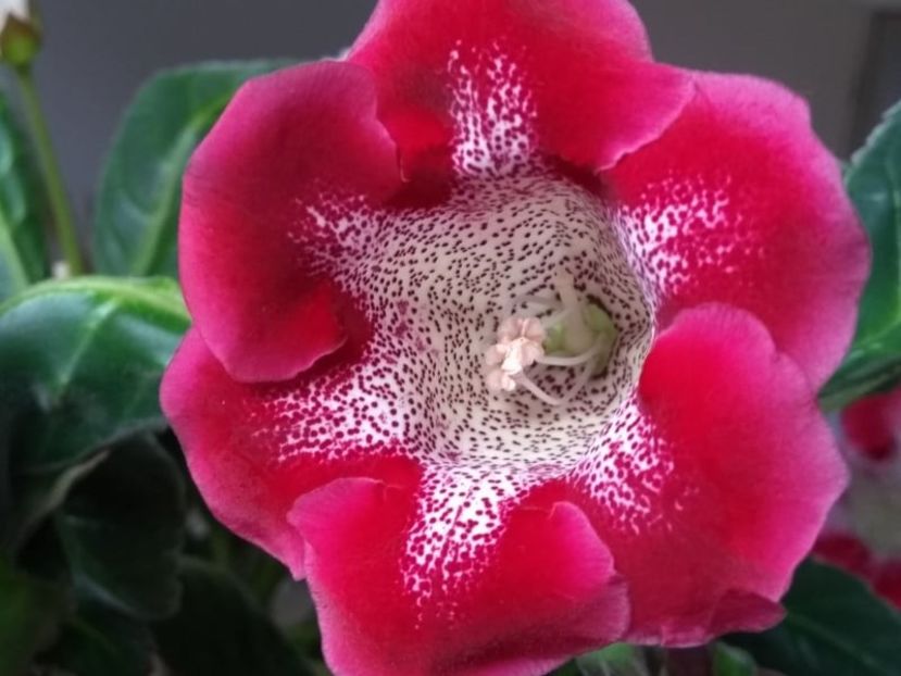 13a - Gloxinia din seminte 2020-2021