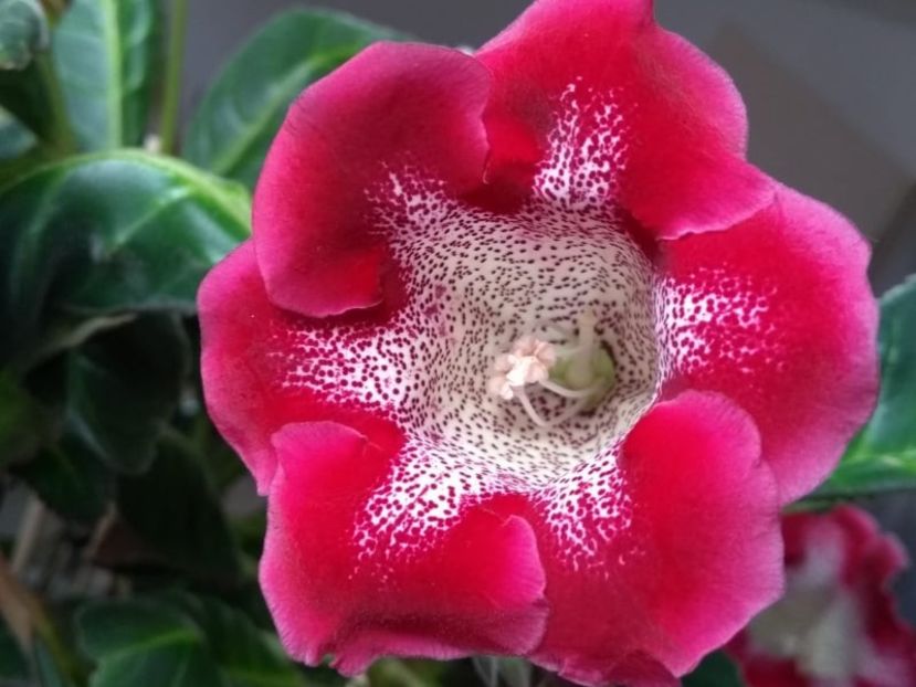 13c - Gloxinia din seminte 2020-2021