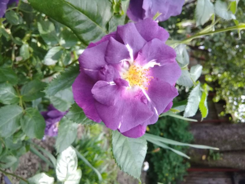  - Trandafiri 2015-prezent