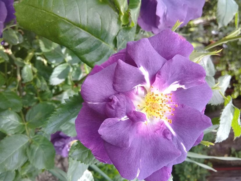  - Trandafiri 2015-prezent