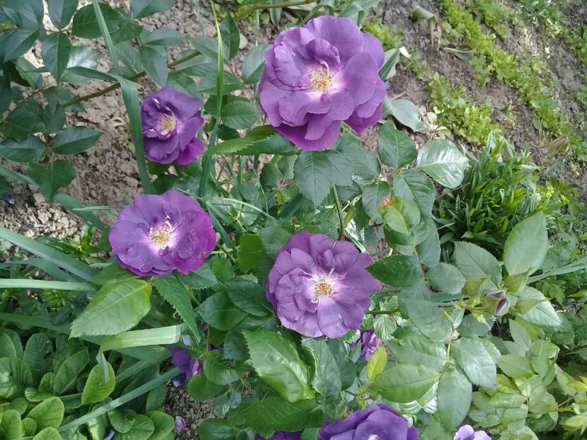  - Trandafiri 2015-prezent