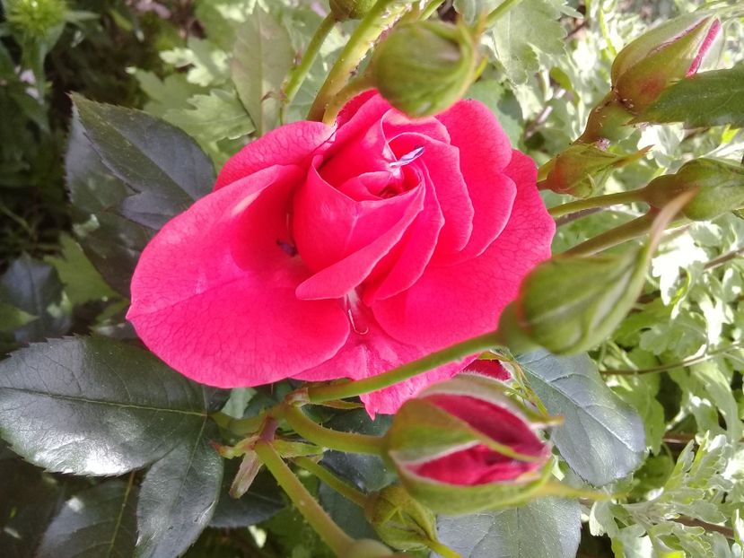  - Trandafiri 2015-prezent