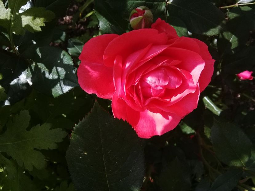  - Trandafiri 2015-prezent