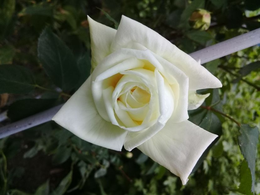  - Trandafiri 2015-prezent