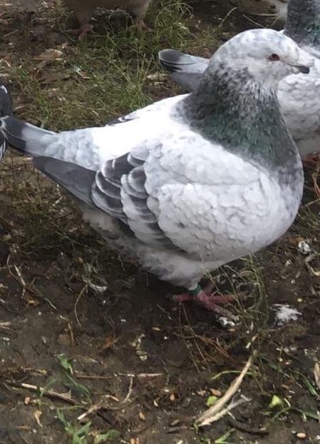 8F25267C-5745-4575-BBA9-C1709779CBC9 - Porumbei vanduti 2017-2025