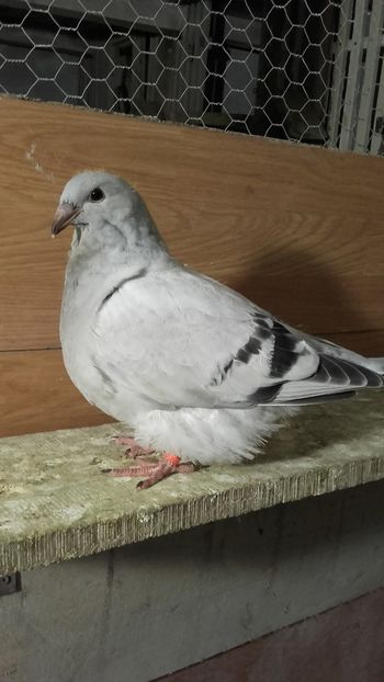 20200606_222135(0) - Pui 2025