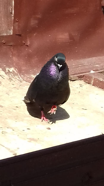  - NEGRI CODALBI DE VINZARE