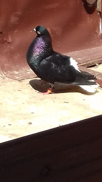  - NEGRI CODALBI DE VINZARE