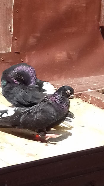  - NEGRI CODALBI DE VINZARE