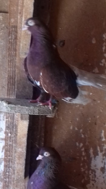  - CIUNG DE BUCURESTI