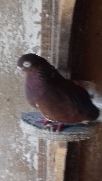  - CIUNG DE BUCURESTI