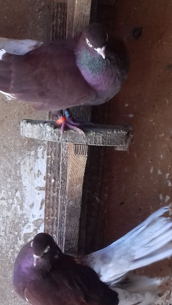  - CIUNG DE BUCURESTI