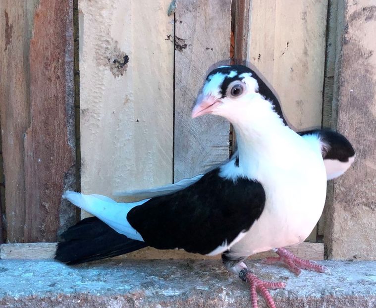 8589  mascul  2020 - Plecați ALBUM 2