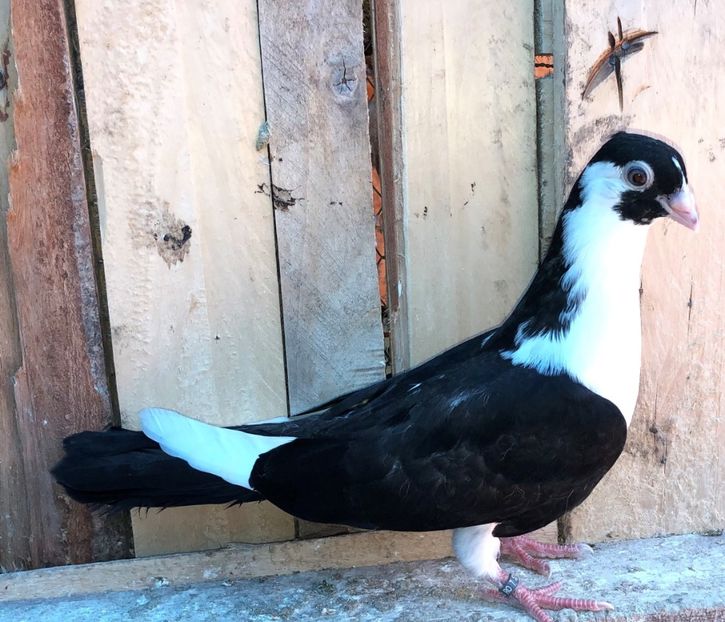 8590  femelă  2020 - Plecați ALBUM 2