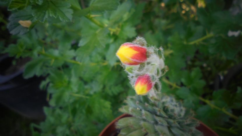 Echeveria setosa - Culori 2020