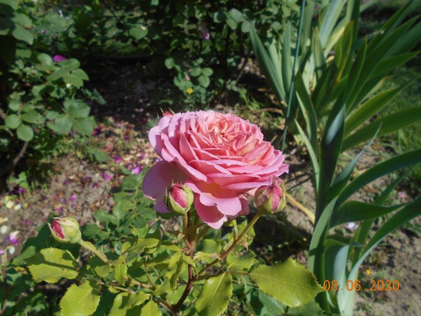  - Jubilee Celebration