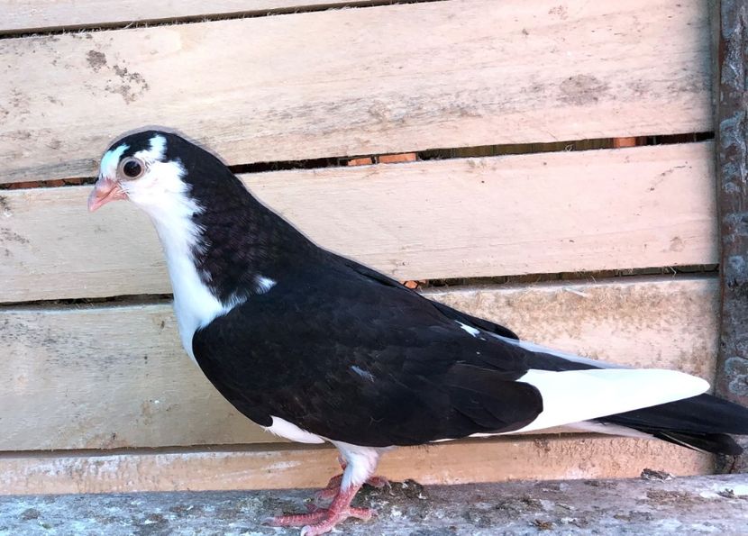 8574  mascul  2020 - Plecați ALBUM 2