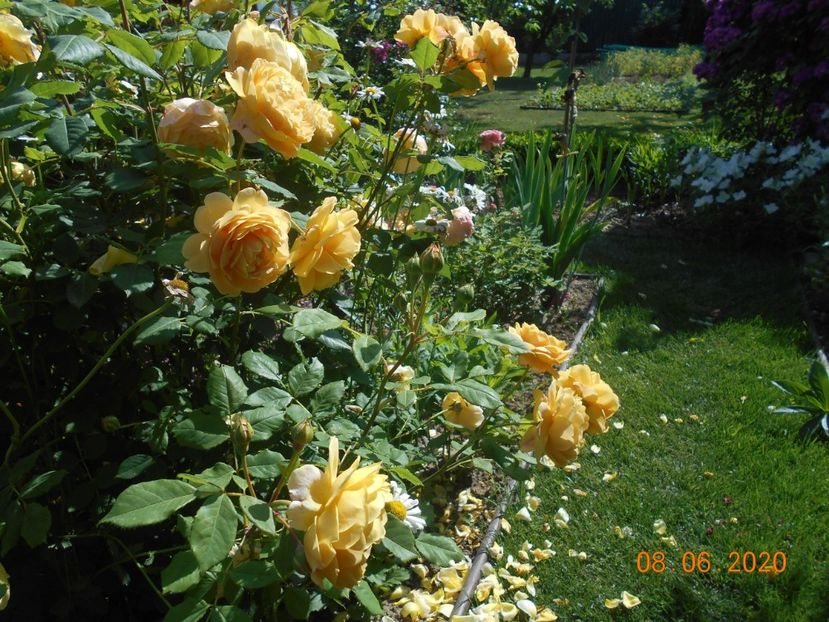  - Golden Celebration