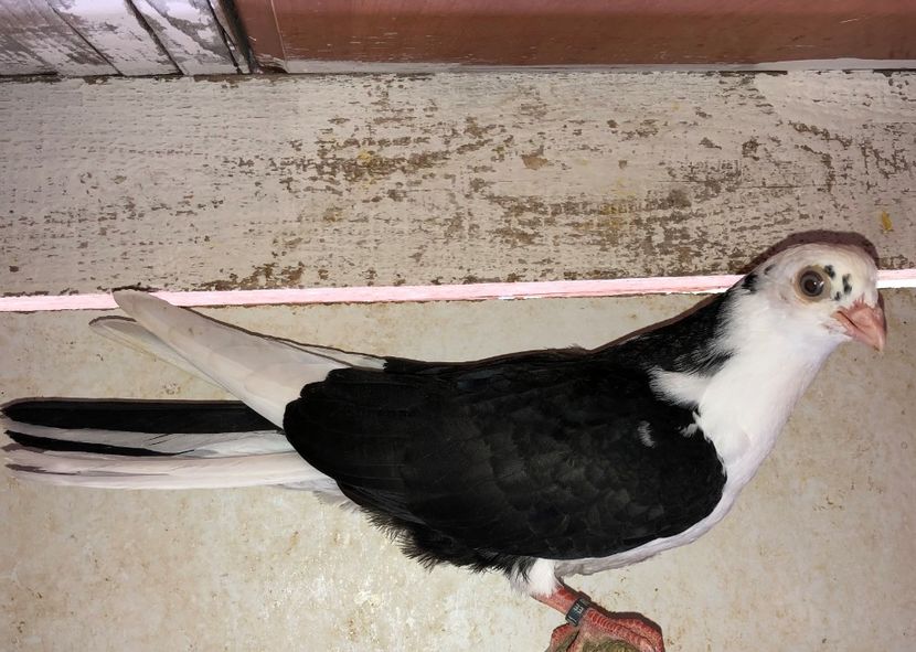 8581  femelă  2020 - Plecați ALBUM 2