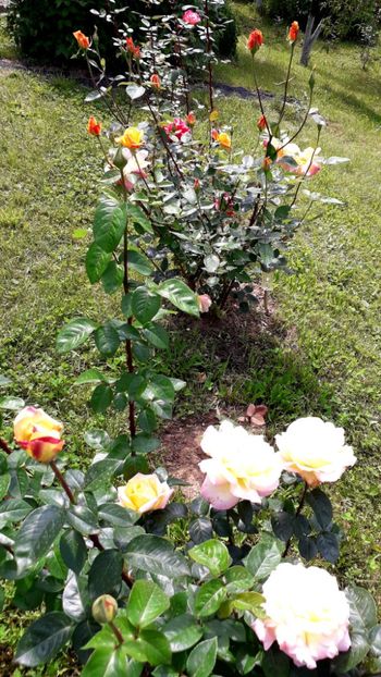  - TRANDAFIRI_2019_2020_2024