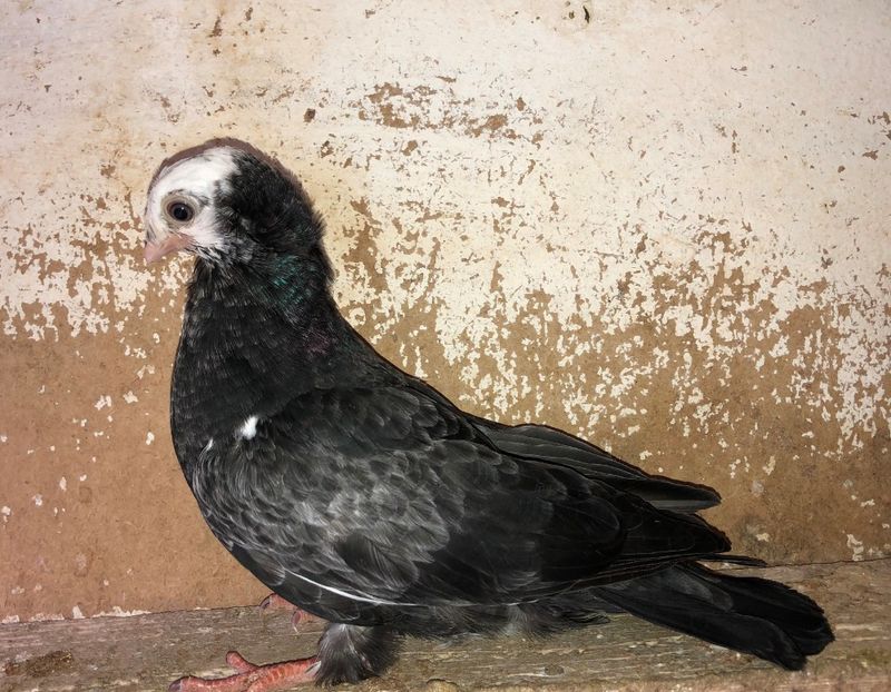 8667  femelă  2020_1 - pui 2020 BM