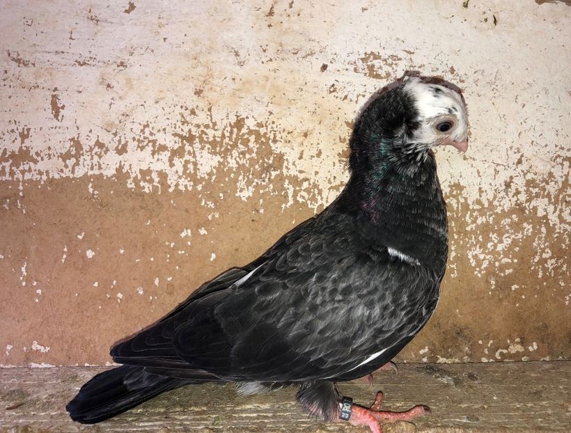 8667  femelă  2020_2 - pui 2020 BM