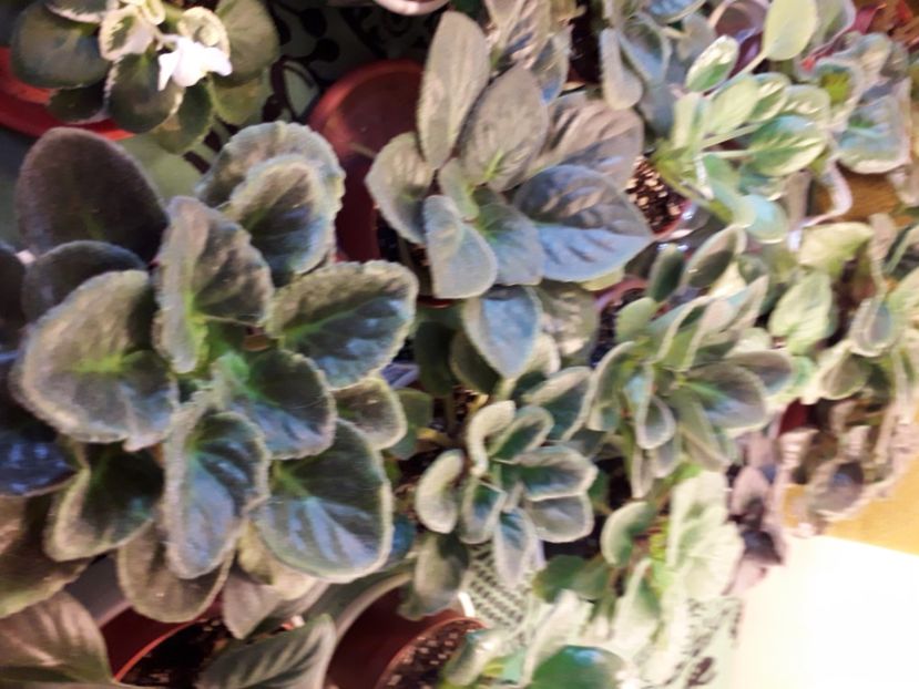  - A a a a a FLORI 2020