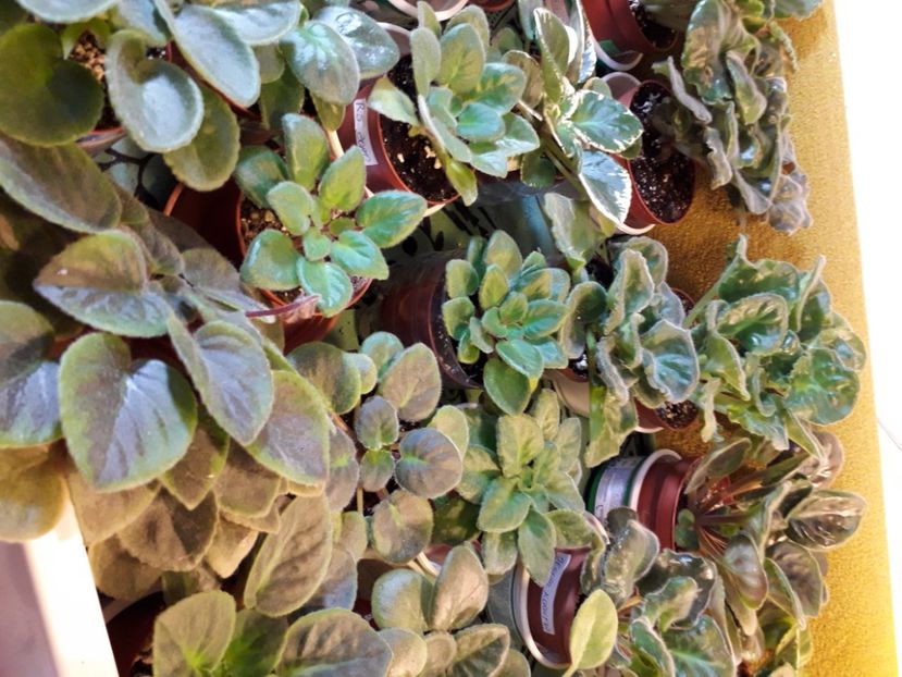  - A a a a a FLORI 2020