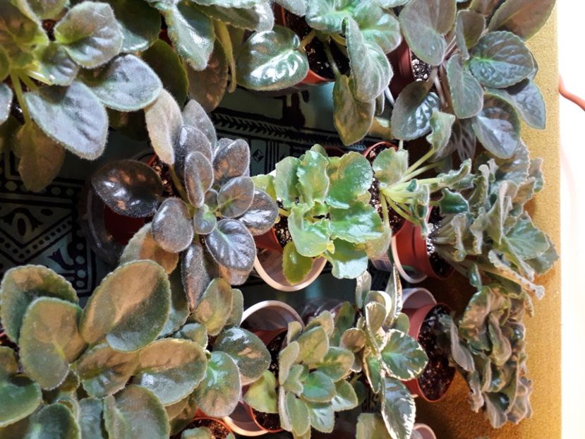  - A a a a a FLORI 2020