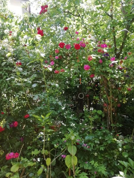 Sympathie și M-me Isaac Pereire - Grădina 2020 continuare 1