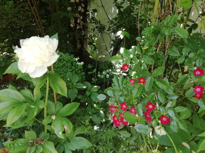  - Grădina 2020 continuare 1